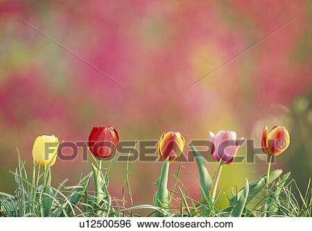 Stock Photograph - Tulips, Tochigi Prefecture, Japan. Fotosearch