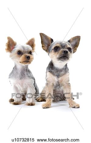 Stock Photography - Two cute dogs. Fotosearch