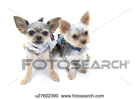 Stock Image - Two dogs wearing clothes. Fotosearch