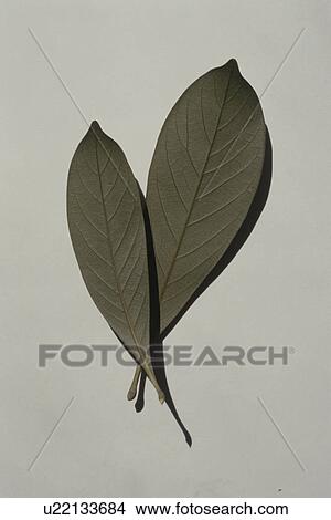 Two leaves on white background View Large Photo Image Picture - Two leaves on white background. Fotosearch