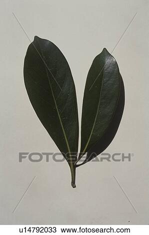 Stock Image - Two leaves on white background. Fotosearch