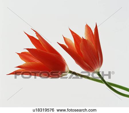 Two Red Flowers View Large Photo Image Stock Photograph - Two Red Flowers. Fotosearch