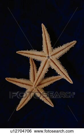 Stock Photograph - Two starfish on navy blue background. Fotosearch