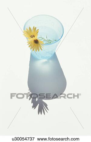Two yellow flowers in blue glass View Large Photo Image Stock Photo - Two yellow flowers in blue glass. Fotosearch