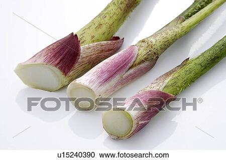 Stock Image - Udo. Fotosearch