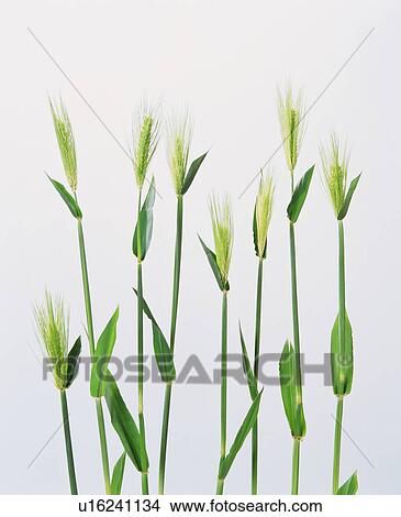 Unripe plants View Large Photo Image Picture - Unripe plants. Fotosearch