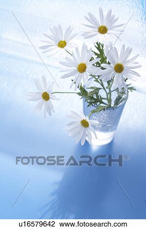 Stock Image - Vase of marguerites, blue background. Fotosearch