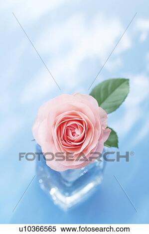 Vase of pink rose, blue background View Large Photo Image Stock Photography - Vase of pink rose, blue background. Fotosearch