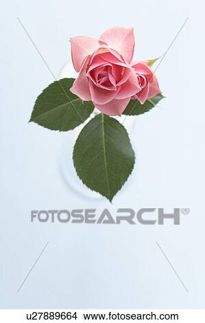 Picture - Vase of pink rose, white background. Fotosearch