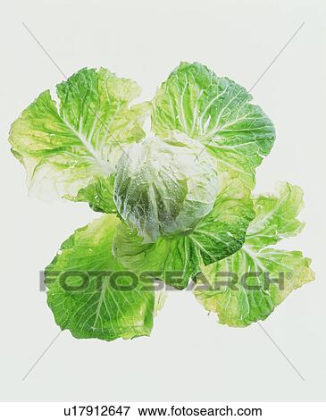 Vegetable View Large Photo Image Stock Photo - Vegetable. Fotosearch
