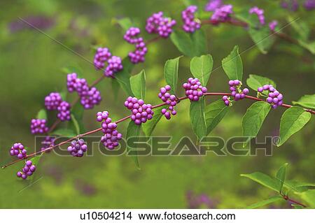 Picture - Verbena berries. Fotosearch