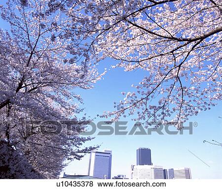 Stock Photo - View of a city through blooming cherry tree branches. Fotosearch
