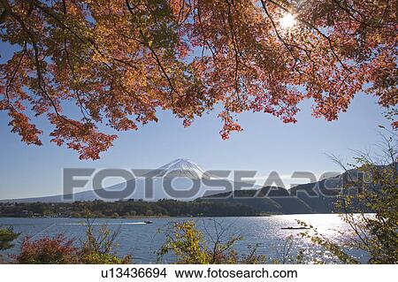 Picture - View of a snowcapped Mt. Fuji over a lake through Autumn leaves, Kawaguchiko-machi, Yamanashi Prefecture, Japan. Fotosearch