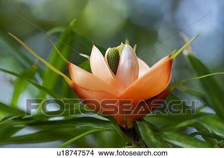 Vine screw pine View Large Photo Image Picture - Vine screw pine. Fotosearch