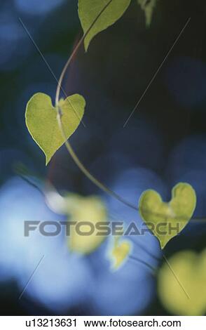Stock Image - Vine with heart shaped leaves. Fotosearch