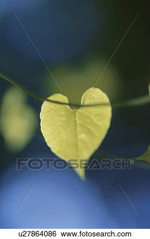Vine with heart shaped leaves View Large Photo Image Stock Photograph - Vine with heart shaped leaves. Fotosearch