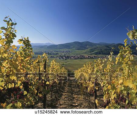 Picture - Vineyard with rows of houses in background. Alsace, France. Fotosearch