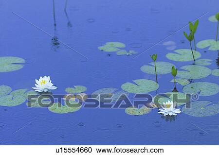 Water lily in pond View Large Photo Image Stock Image - Water lily in pond. Fotosearch