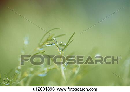 Waterdrop on blade of grass View Large Photo Image Stock Image - Waterdrop on blade of grass. Fotosearch