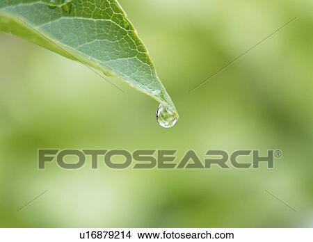 Waterdrop on Japanese snowbell leaf. Tochigi Prefecture, Japan View Large Photo Image Picture - Waterdrop on Japanese snowbell leaf. Tochigi Prefecture, Japan. Fotosearch