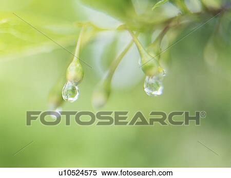 Stock Photography - Waterdrops on Japanese snowbell. Fotosearch