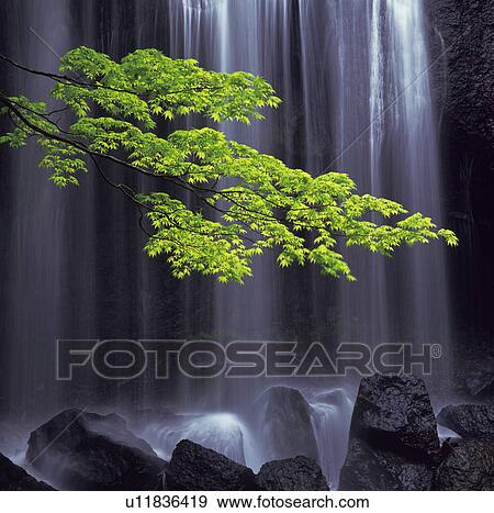 Waterfall and a leafy green branch, Inawashiro-machi, Fukushima Prefecture, Japan View Large Photo Image Stock Photo - Waterfall and a leafy green branch, Inawashiro-machi, Fukushima Prefecture, Japan. Fotosearch