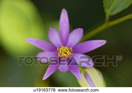 Stock Photo - Waterlily. Fotosearch