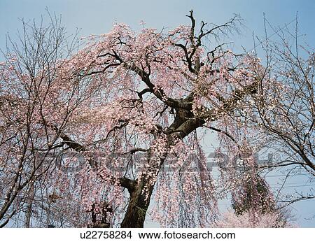 Picture - Weeping cherry tree. Fotosearch