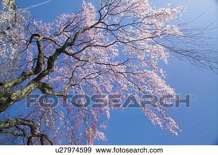 Stock Photo - Weeping Higan Cherry Tree. Fotosearch