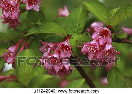 Weigela View Large Photo Image Stock Image - Weigela. Fotosearch