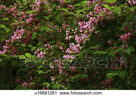 Stock Image - Weigela. Fotosearch
