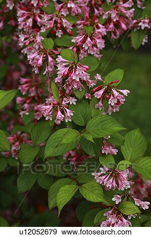 Stock Photo - Weigela. Fotosearch