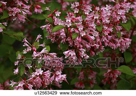 Weigela View Large Photo Image Stock Photo - Weigela. Fotosearch