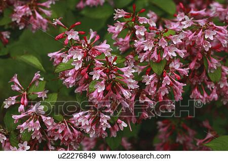 Weigela View Large Photo Image Stock Photo - Weigela. Fotosearch