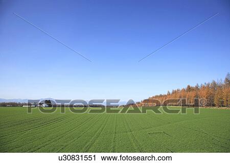 Stock Image - Wheat field, Tokachi, Hokkaido, Japan. Fotosearch