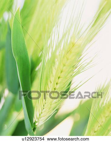 Wheat View Large Photo Image Picture - Wheat. Fotosearch