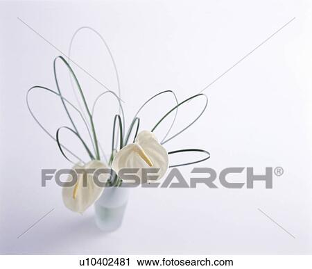Stock Image - White anthuriums in a vase with looped leaves. Fotosearch