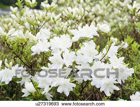 Stock Image - White azaleas, Tochigi Prefecture, Japan. Fotosearch