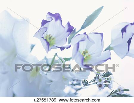 Stock Photo - White balloon flowers. Fotosearch