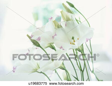 Stock Photography - White balloon flowers. Fotosearch