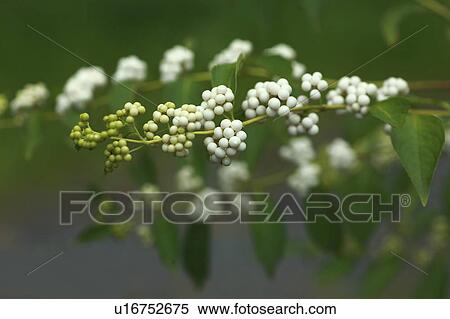 White Beautyberry View Large Photo Image Stock Photography - White Beautyberry. Fotosearch