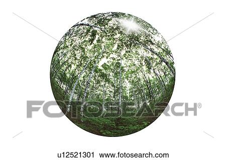 White birch forest View Large Photo Image Stock Image - White birch forest. Fotosearch
