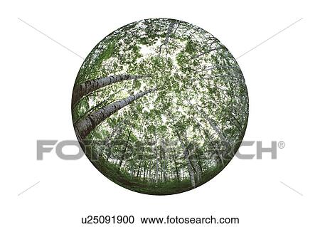 Stock Image - White birch forest. Fotosearch