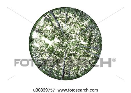Stock Photo - White birch forest. Fotosearch