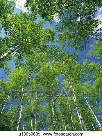 White birch trees. Iwate Prefecture, Japan View Large Photo Image Stock Photography - White birch trees. Iwate Prefecture, Japan. Fotosearch
