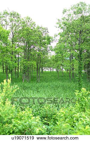 Stock Photo - White birch trees next to Hinohara Lake, Fukushima Prefecture, Japan. Fotosearch