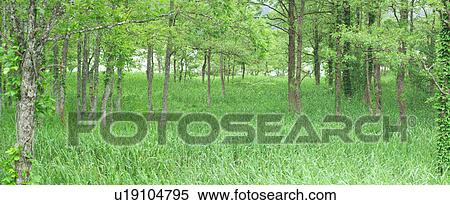 Stock Photography - White birch trees next to Hinohara Lake, Fukushima Prefecture, Japan. Fotosearch