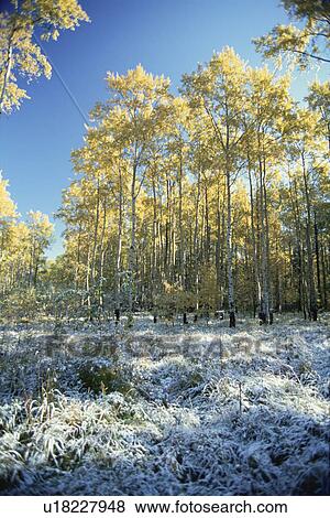 Stock Photo - White birch woods and the first snow of winter, Russia. Fotosearch
