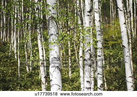Stock Photo - White birch woods, Sakuho-machi, Nagano Prefecture, Japan. Fotosearch