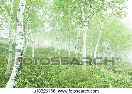 Stock Photograph - White birch woods, Utsukushigahara, Nagano Prefecture, Japan. Fotosearch
